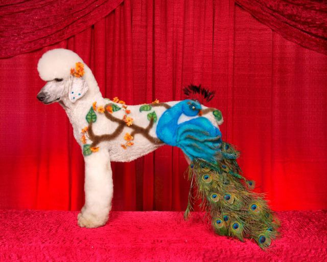 Real-Life Dogs Are Treated to the Oddest Grooming Session
