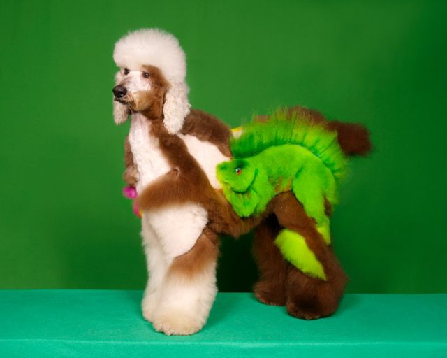 Real-Life Dogs Are Treated to the Oddest Grooming Session