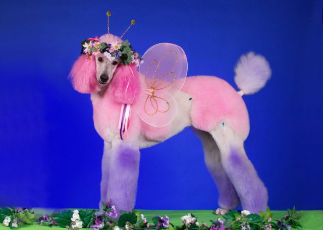 Real-Life Dogs Are Treated to the Oddest Grooming Session