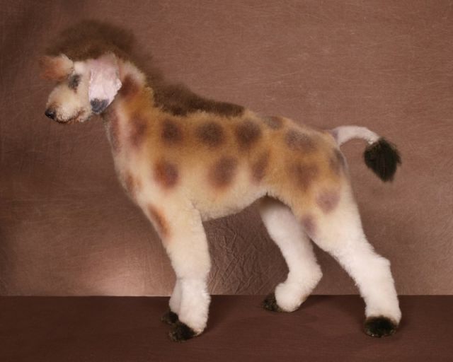 Real-Life Dogs Are Treated to the Oddest Grooming Session