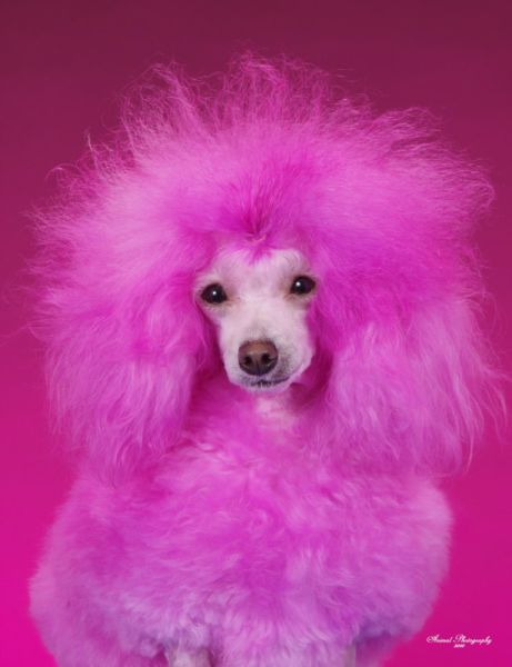Real-Life Dogs Are Treated to the Oddest Grooming Session