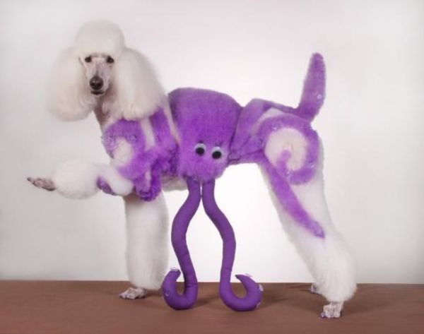 Real-Life Dogs Are Treated to the Oddest Grooming Session