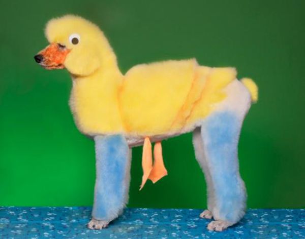 Real-Life Dogs Are Treated to the Oddest Grooming Session