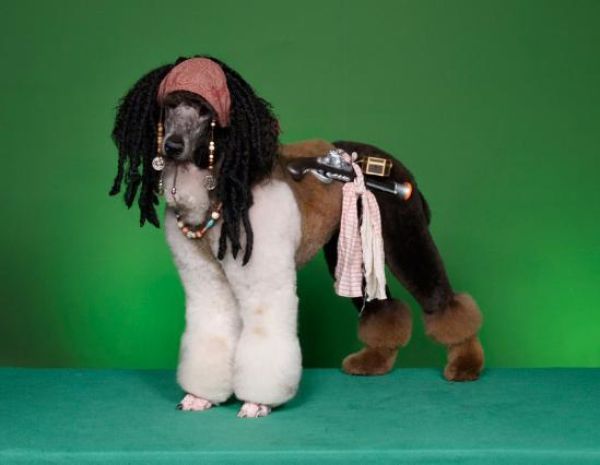Real-Life Dogs Are Treated to the Oddest Grooming Session