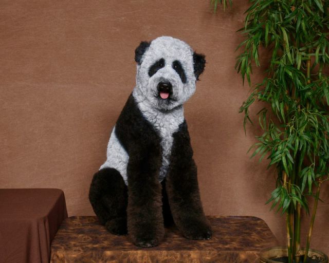 Real-Life Dogs Are Treated to the Oddest Grooming Session