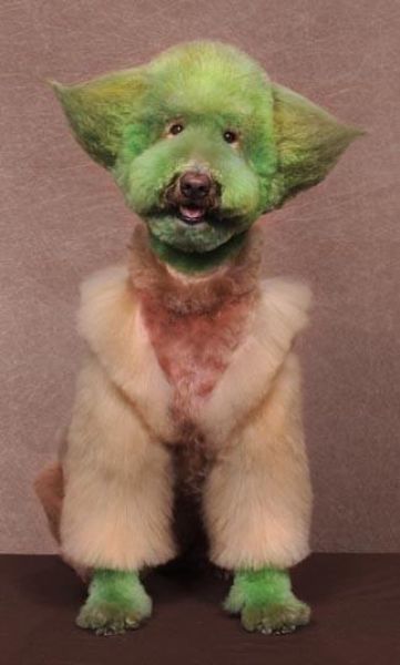 Real-Life Dogs Are Treated to the Oddest Grooming Session