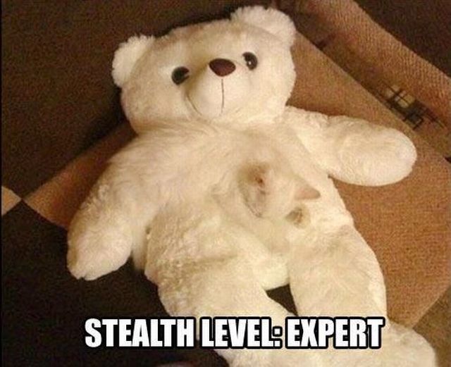 Morning Picdump