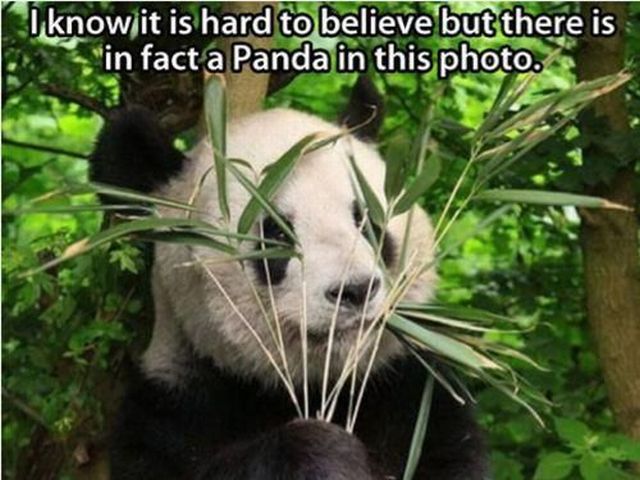 Morning Picdump