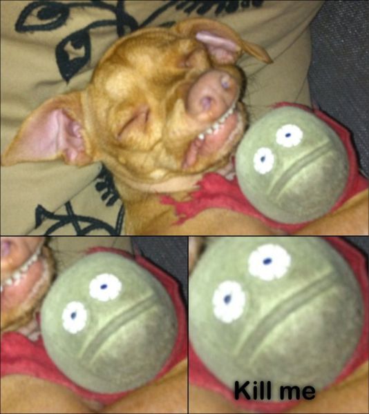 Morning Picdump