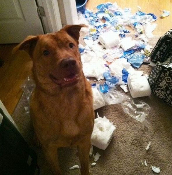 Morning Picdump