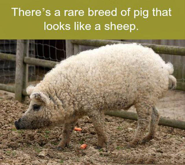 Weird Things That Are Absolutely Real!