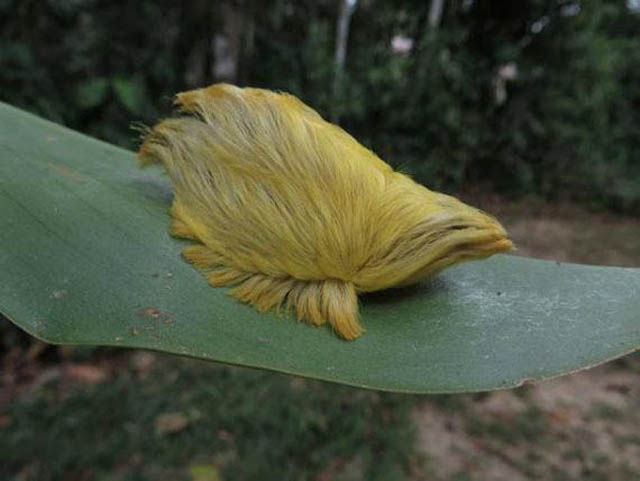 Weird Things That Are Absolutely Real!