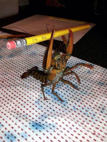 morning picdump 53 pics 10.html - 53 HD Photos | Premium Gallery 2014