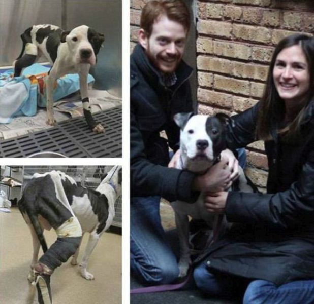 Injured Rescued Animals Before and After Adoption