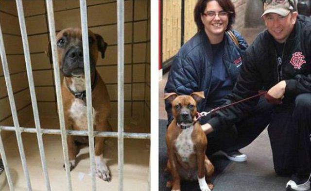 Injured Rescued Animals Before and After Adoption