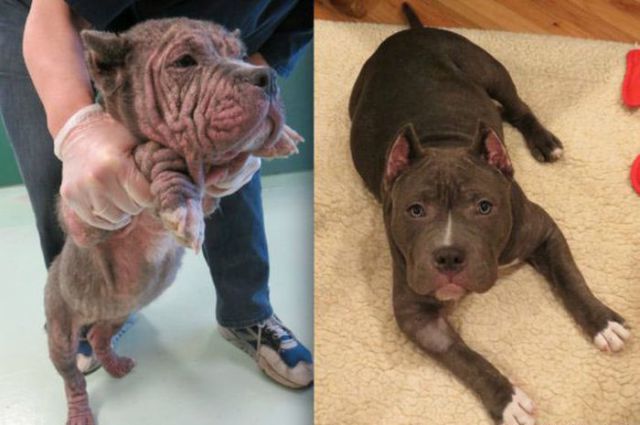 Injured Rescued Animals Before and After Adoption
