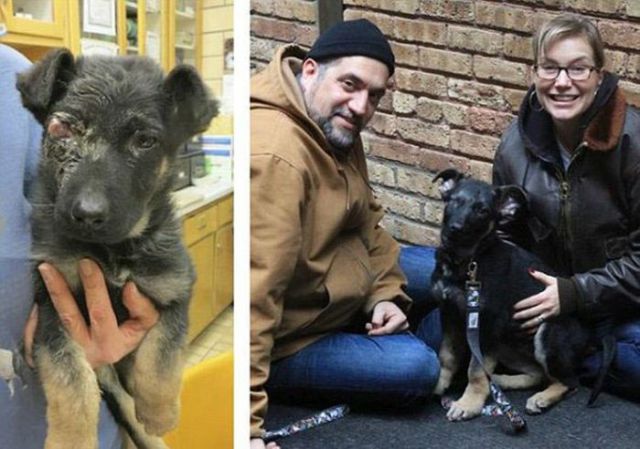 Injured Rescued Animals Before and After Adoption