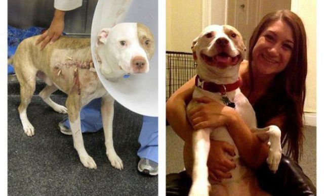 Injured Rescued Animals Before and After Adoption