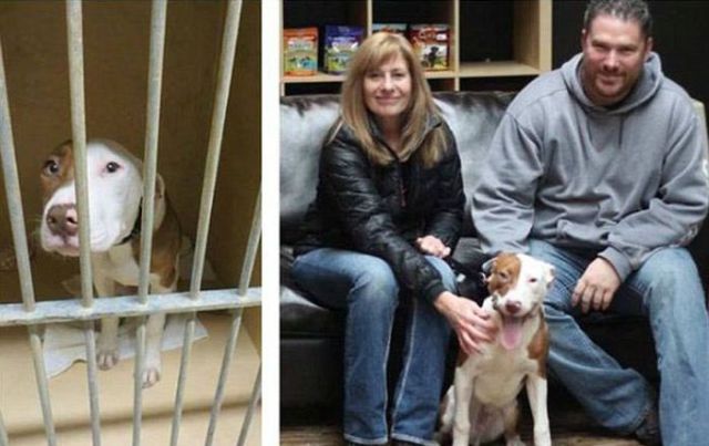 Injured Rescued Animals Before and After Adoption