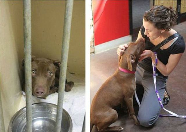 Injured Rescued Animals Before and After Adoption