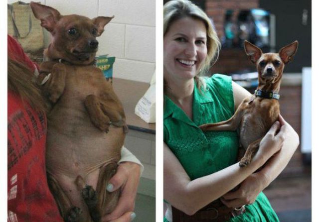 Injured Rescued Animals Before and After Adoption