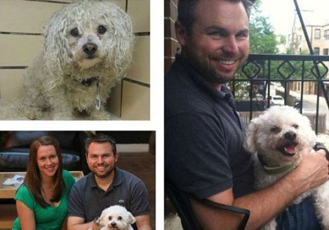 Injured Rescued Animals Before and After Adoption