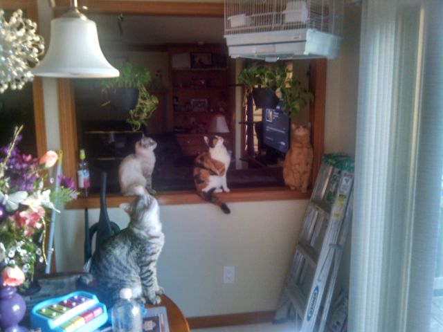 daily picdump 104 pics 51.html - 104 HD Photos | Premium Gallery 2014