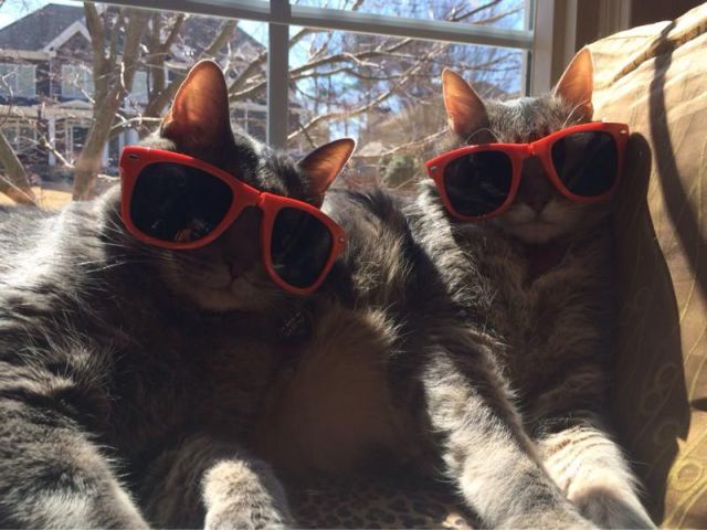 daily picdump weekend edition 101 pics 18.html - 101 HD Photos | Premium Gallery 2014