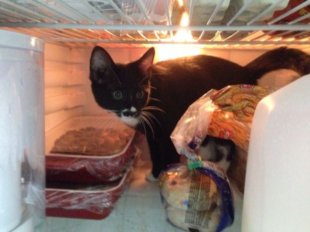 daily picdump weekend edition 101 pics 18.html - 101 HD Photos | Premium Gallery 2014