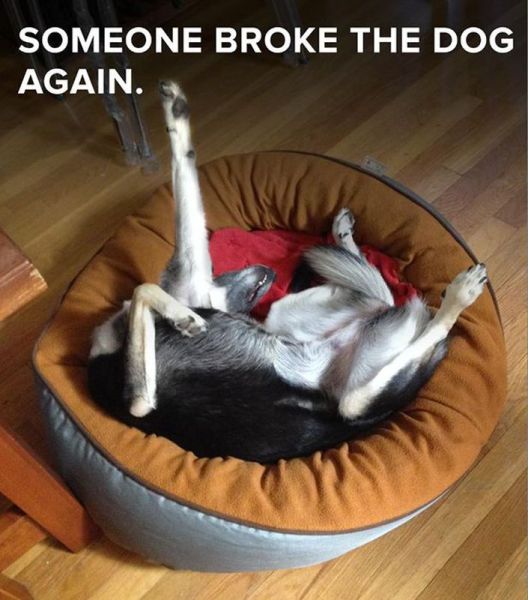 daily picdump weekend edition 101 pics 18.html - 101 HD Photos | Premium Gallery 2014