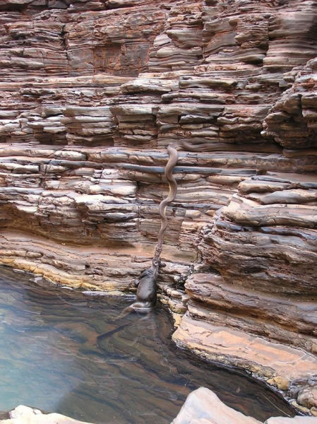 There Is Nothing Normal about Australia