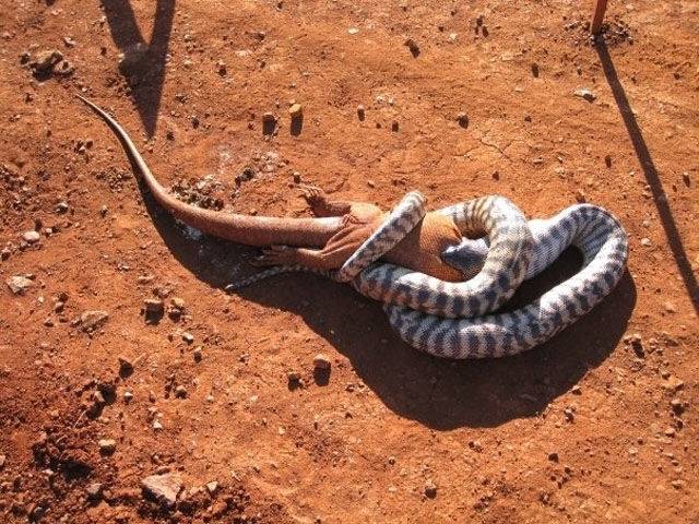There Is Nothing Normal about Australia