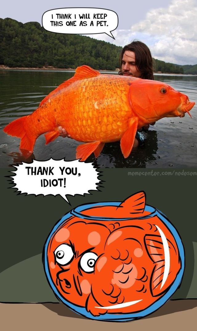 funny picdump 53 pics 20.html - 53 HD Photos | Premium Gallery 2014