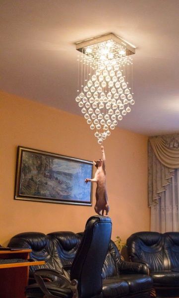 Morning Picdump