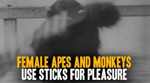 Surprising Facts about Female Masturbation