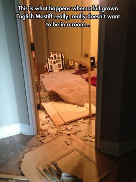 Morning Picdump