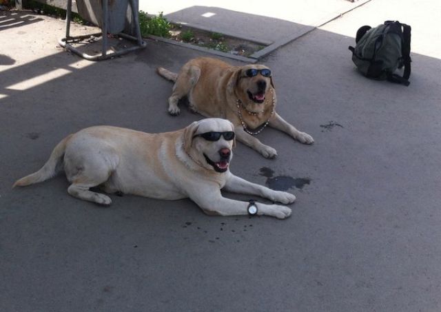 Crazy and Hilarious Things That Could Only Happen in Russia