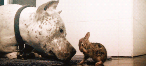 The Cuter and Softer Side of Pitbulls