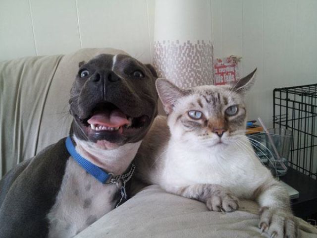 The Cuter and Softer Side of Pitbulls