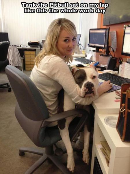 The Cuter and Softer Side of Pitbulls