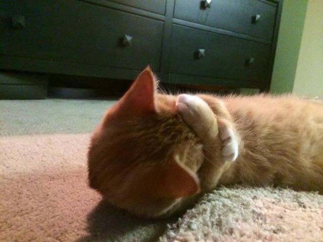 Morning Picdump