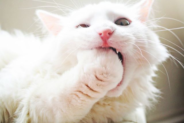 daily picdump 93 pics 12.html - 93 HD Photos | Premium Gallery 2014