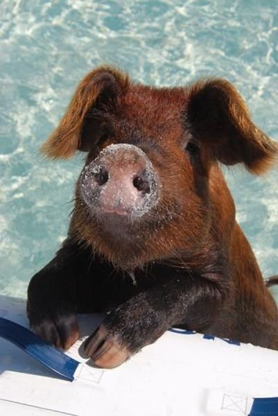 daily picdump 97 pics 40.html - 97 HD Photos | Premium Gallery 2014