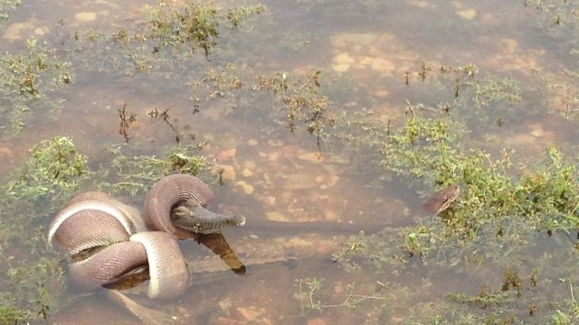 A Snake vs. A Crocodile with an Interesting Twist