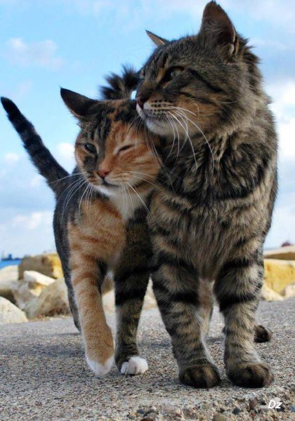 page,33,top 1500 daily pics of the year 2015.html - 1 HD Photos | Premium Gallery 2015