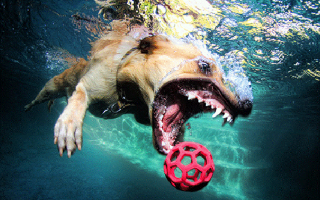 Stuff Just Looks So Much Scarier Underwater