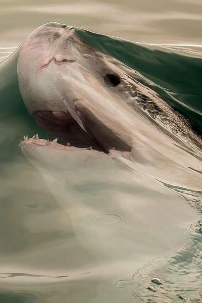 Stuff Just Looks So Much Scarier Underwater