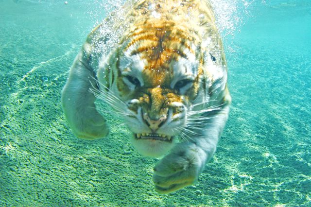 Stuff Just Looks So Much Scarier Underwater