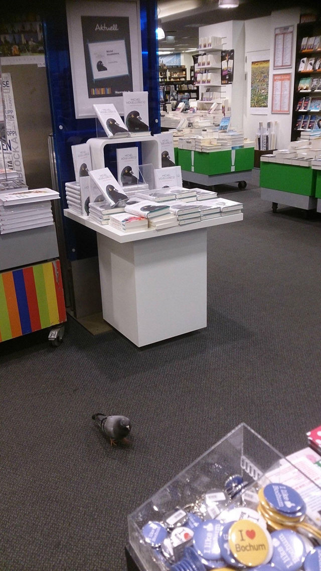 morning picdump 52 pics 2.html - 52 HD Photos | Premium Gallery 2015