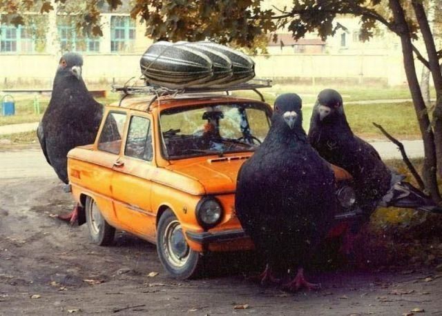 morning picdump 56 pics 28.html - 56 HD Photos | Premium Gallery 2015